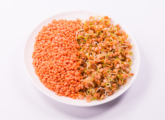 Red Lentil Sprouts