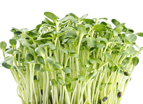 Sunflower Sprouts 