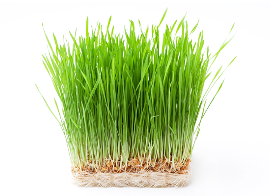 Wheat Grass Sprouts